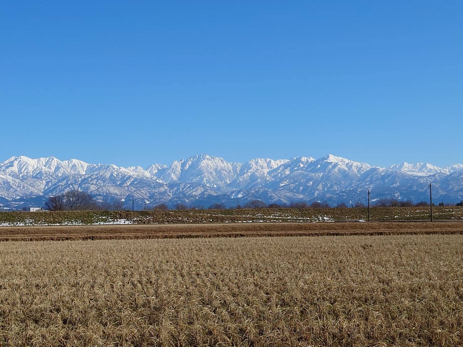 パールライス 生産者限定 富山県産 白米 関野さんのコシヒカリ 5kg 令和6年産 image 6