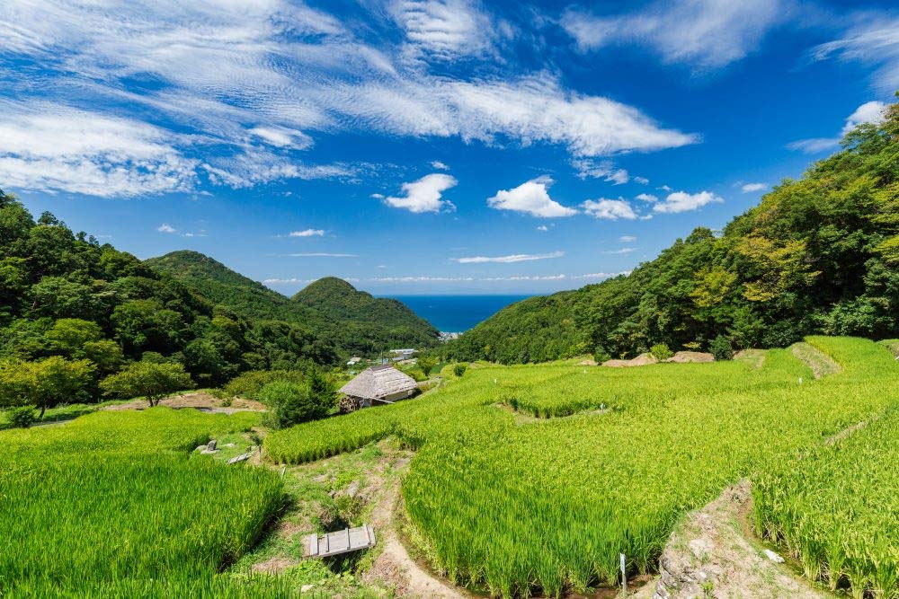 おくさま印 【精米】新潟県北越後産 特別栽培米白米 こしひかり 5kg 令和6年産 image 6