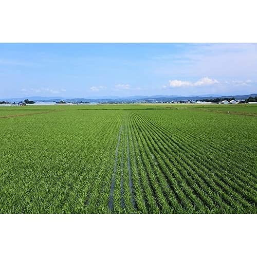 パールライス 北海道産 白米 ゆめぴりか 5kg 令和6年産 image 2