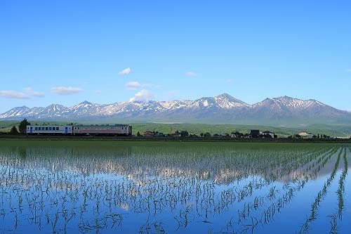 パールライス 北海道産 無洗米 ゆめぴりか 5kg 令和6年産 image 2