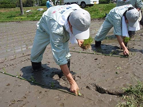 神明 【精米】 あかふじ いつものお米 5kg image 3