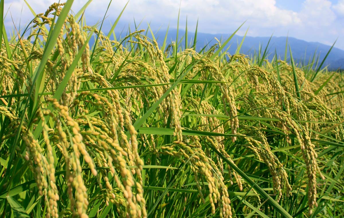 おくさま印 【精米】新潟県北越後産 特別栽培米白米 こしひかり 5kg 令和6年産 image 5