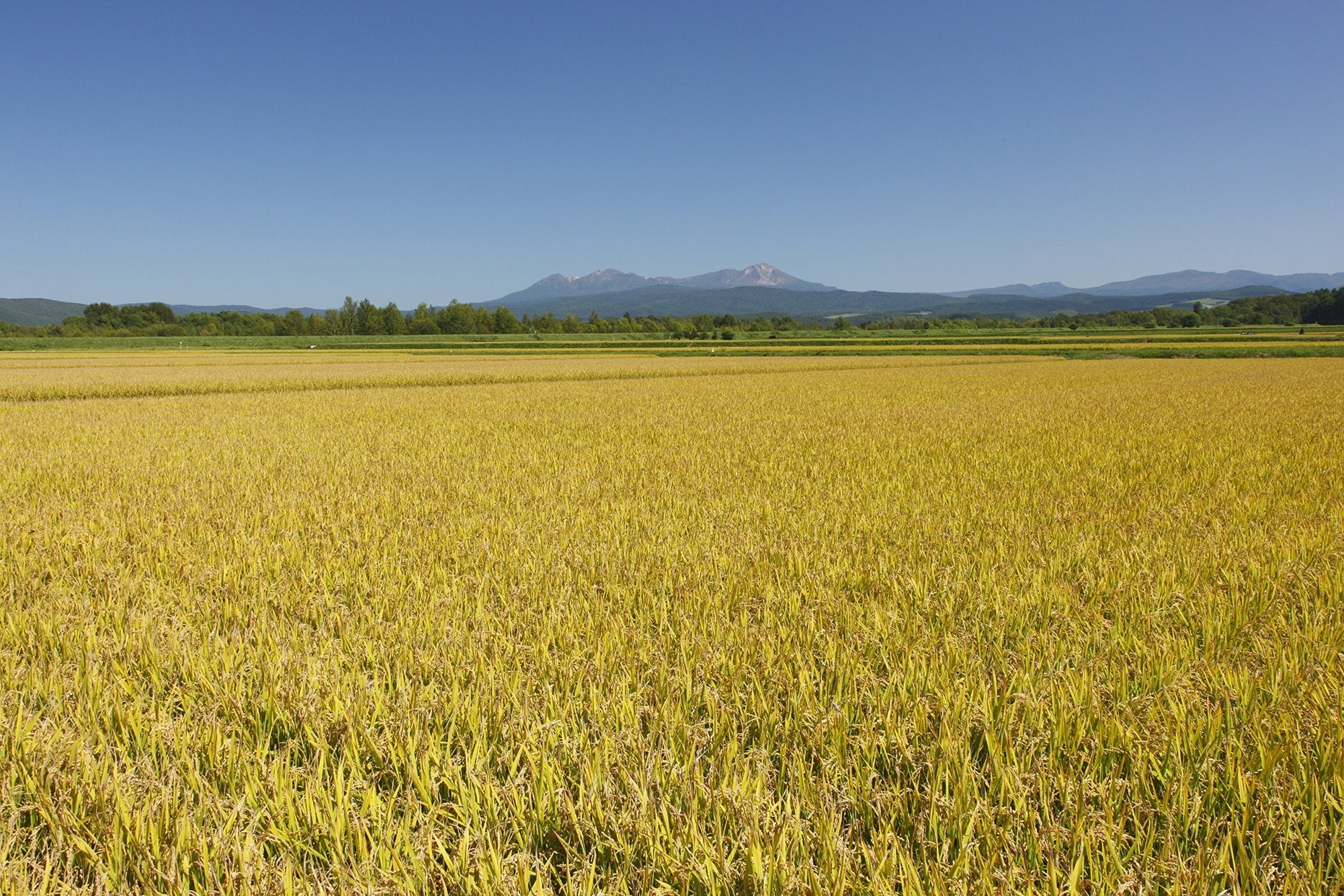 パールライス 北海道産 白米 ゆめぴりか 5kg 令和6年産 image 4