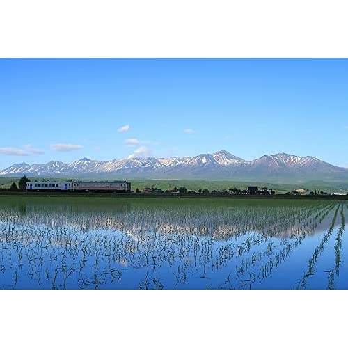 パールライス 北海道産 白米 ゆめぴりか 5kg 令和6年産 image 1