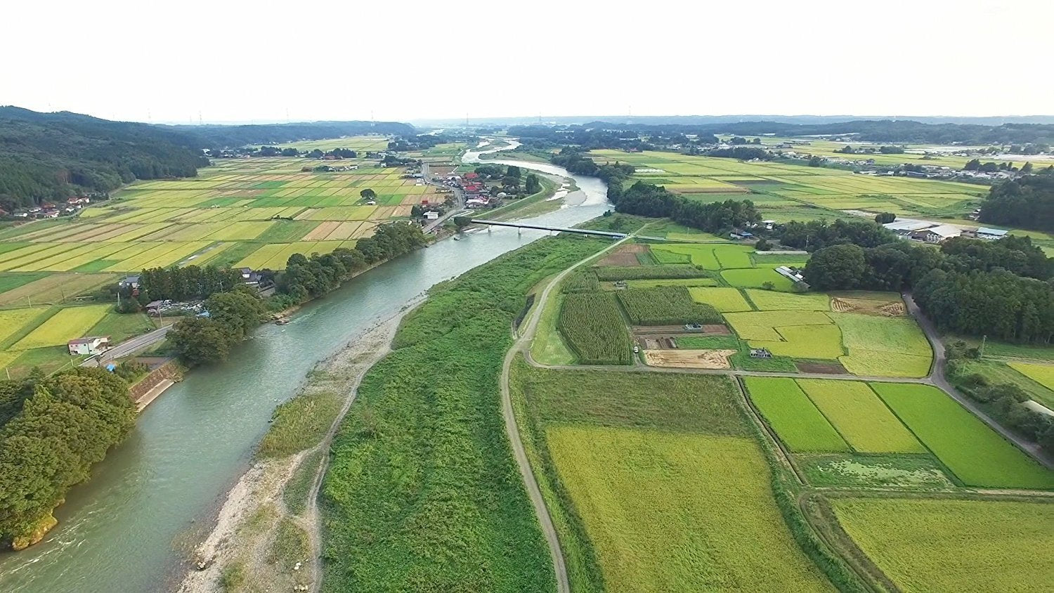パールライス 栃木県産 無洗米 とちぎの星 5kg 令和6年産 image 1