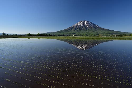 パールライス 北海道産 無洗米 ゆめぴりか 5kg 令和6年産 image 3