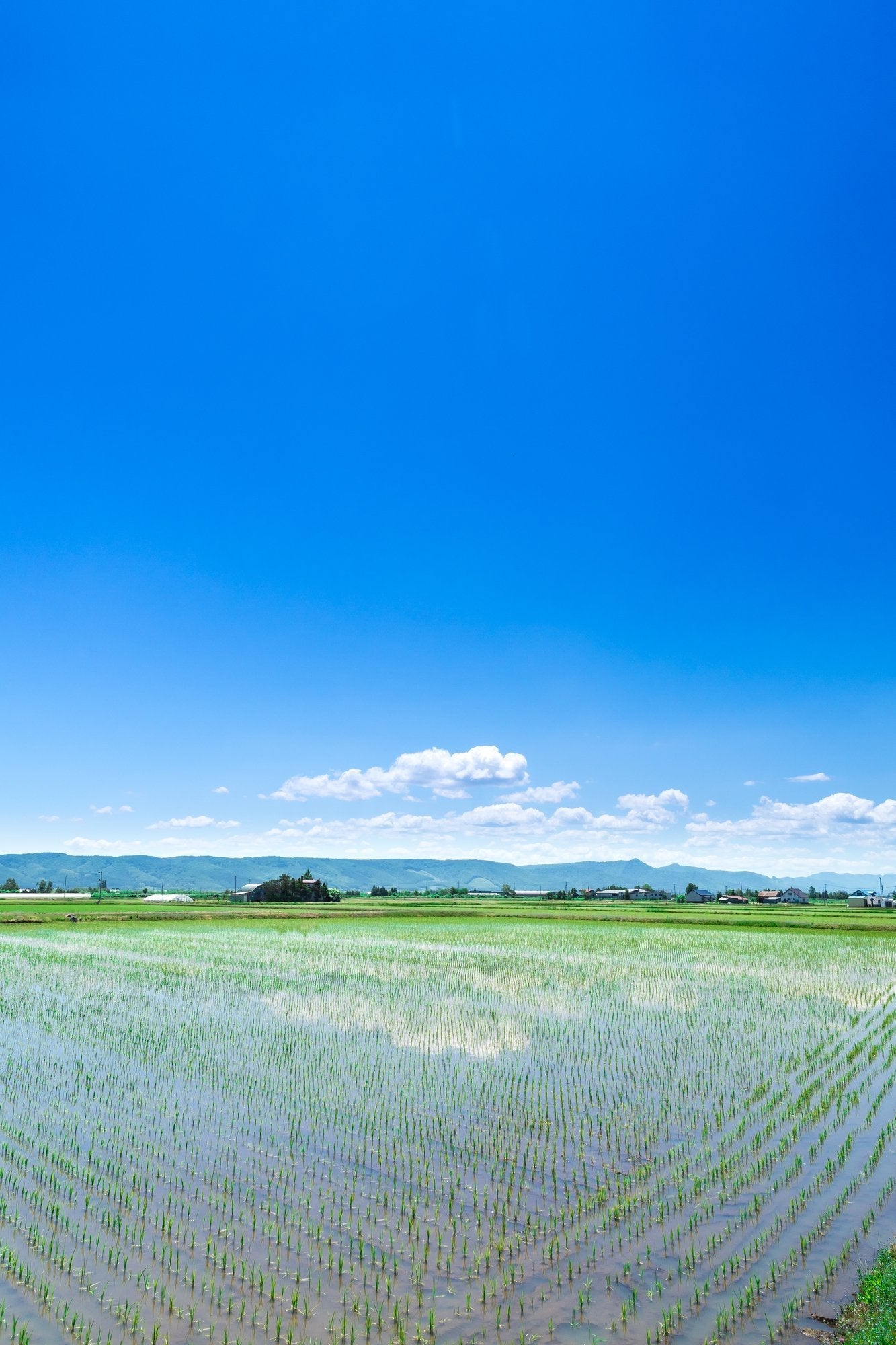 パールライス 北海道産 無洗米 ななつぼし 5kg 令和6年産 image 3