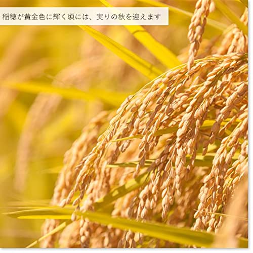 精白米10kg 魚沼産コシヒカリ 令和6年産 お米マイスター厳選 自家精米 越後の米穀商高田屋 image 2