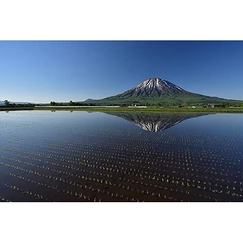 パールライス 北海道産 白米 ゆめぴりか 5kg 令和6年産 image 3