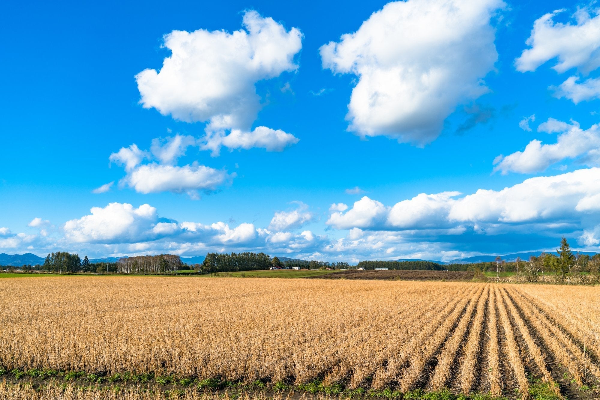 パールライス 北海道産 白米 ゆめぴりか 5kg 令和6年産 image 5
