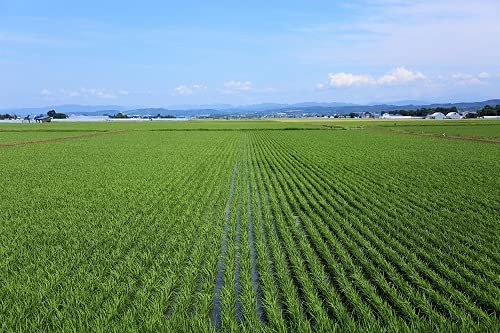 パールライス 北海道産 無洗米 ゆめぴりか 5kg 令和6年産 image 1