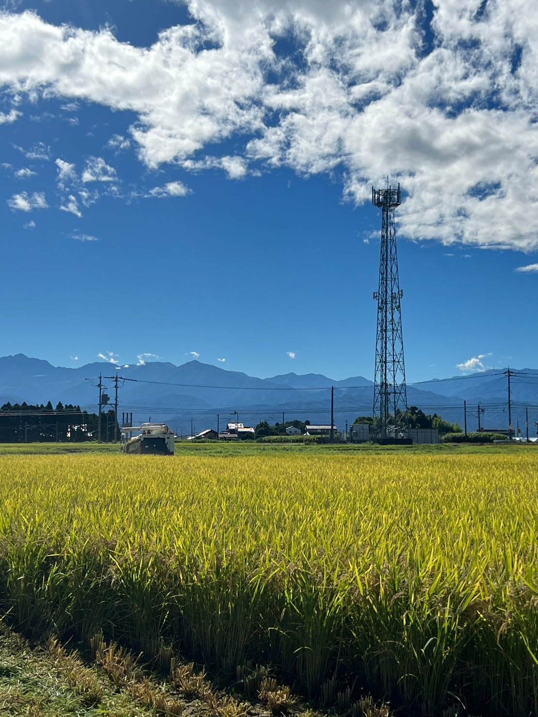 パールライス 生産者限定 富山県産 白米 関野さんのコシヒカリ 5kg 令和6年産 image 4