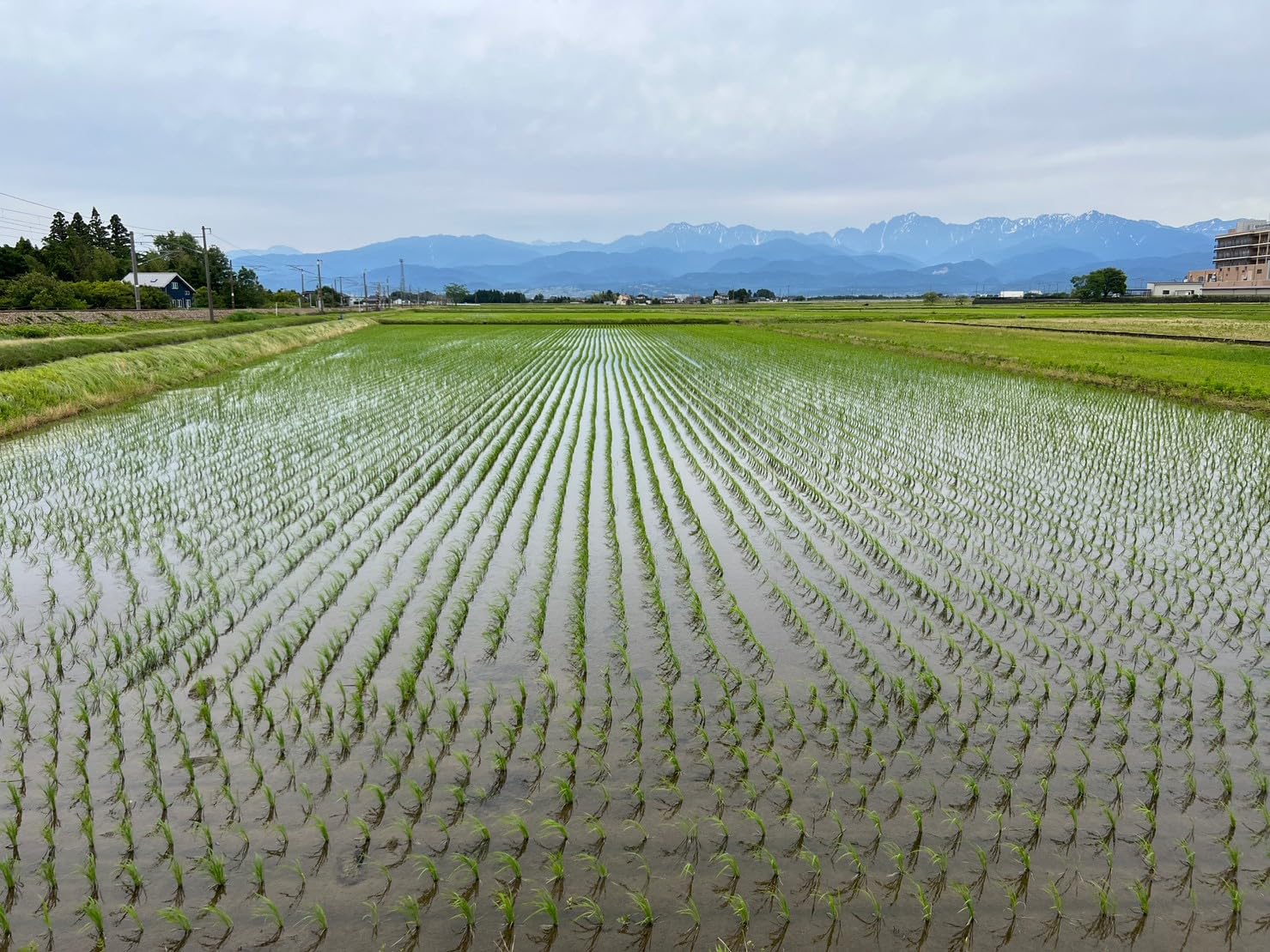 パールライス 生産者限定 富山県産 白米 関野さんのコシヒカリ 5kg 令和6年産 image 5